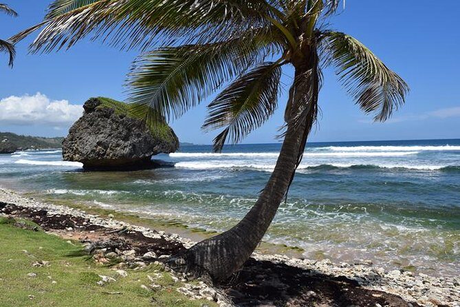 Barbados Island Tour, Monkey feeding & Swimming with the Turtles - A Closer Look at the Barbados Island Tour