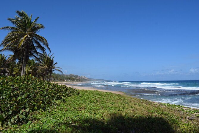 Barbados Paradise Tour with Hotel Transfers - Who is This Tour Best For?