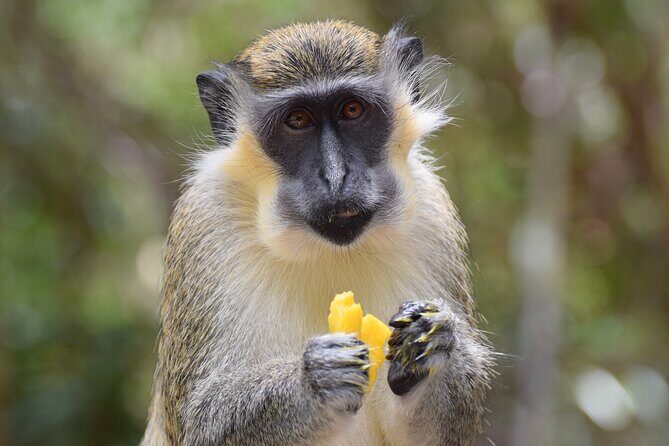 Barbados Shore Excursion: Barbados Surf & Turf - Key Points