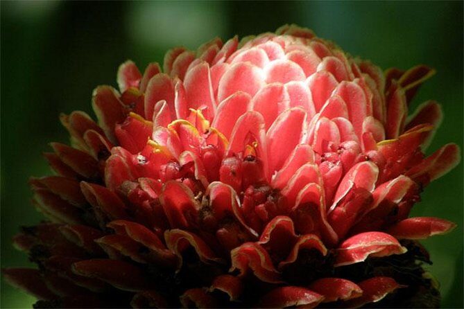 Barbados Small-Group Garden & Wildlife Half-Day Tour - Final Thoughts