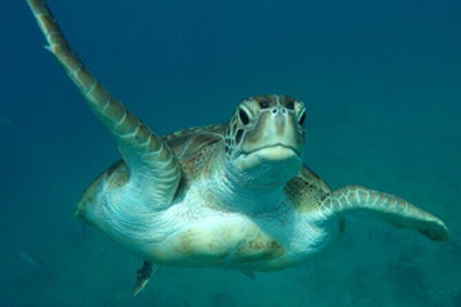 Barbados Sunset and Snorkeling Catamaran Cruise - Final Thoughts