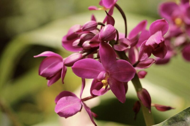 Barbados: Tour of Harrison's Cave & Hunte's Gardens - Experience the Best of Barbados: Harrison’s Cave & Hunte’s Gardens Tour