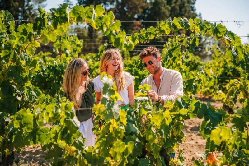 Barcelona: Alella Wine Tour with Tasting & Vineyard Picnic - Who Will The Alella Wine Tour Suit Best?
