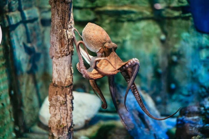 Barcelona Aquarium: Entry Ticket - Discover the Wonders of the Barcelona Aquarium: An In-Depth Review