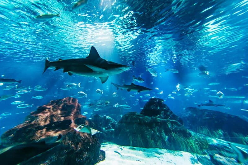 Barcelona Aquarium: Entry Ticket - Who Will Love the Barcelona Aquarium?