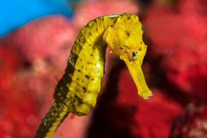 Barcelona Aquarium Skip the Line Ticket - A Detailed Look at Barcelona Aquarium