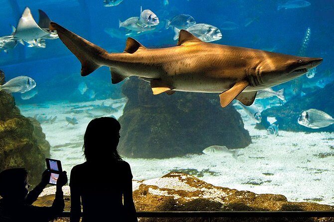 Barcelona Aquarium Skip the Line Ticket - Value and Overall Impression