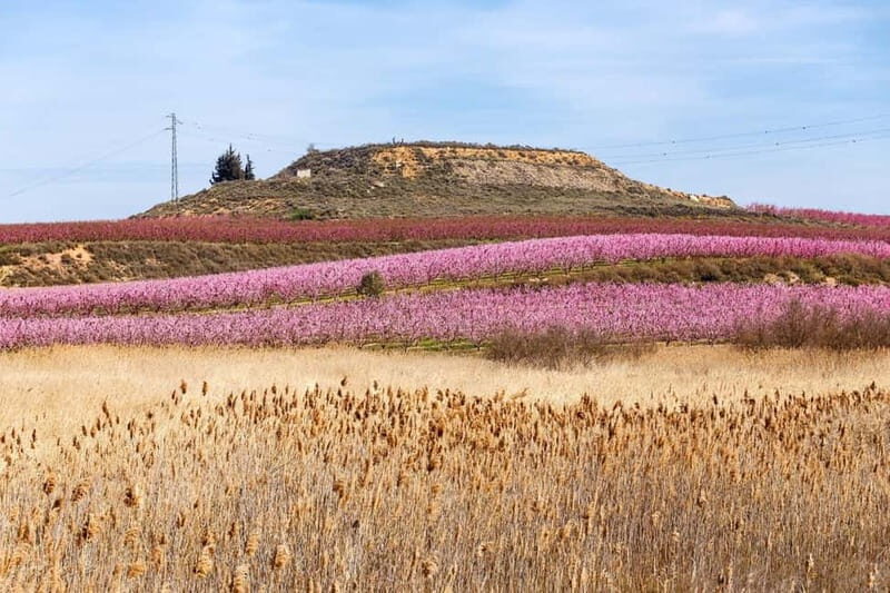 Barcelona: Cherry Blossoms and Montserrat Tour - Barcelona: Cherry Blossoms and Montserrat Tour – A Complete Guide