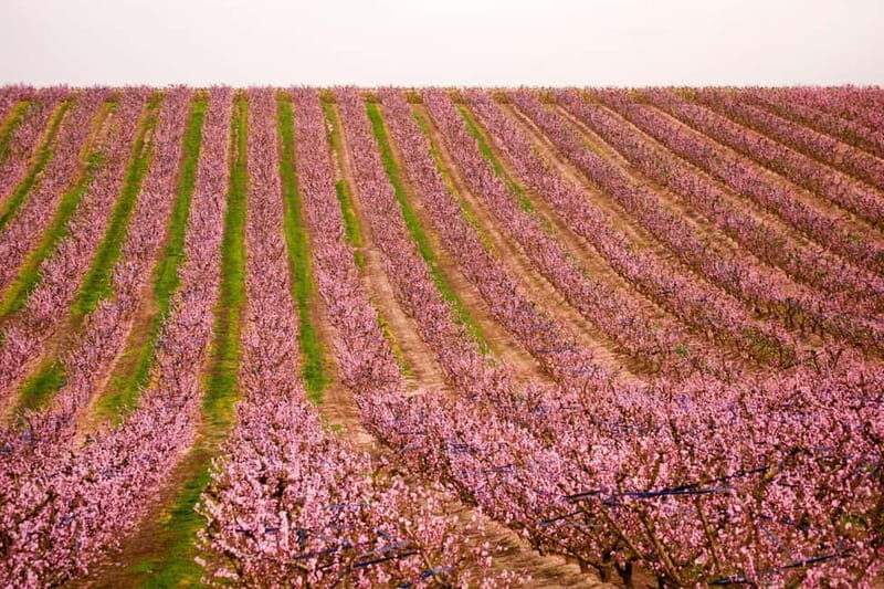 Barcelona: Cherry Blossoms in Aitona & Lunch Tour - An In-Depth Look at the Cherry Blossom Tour
