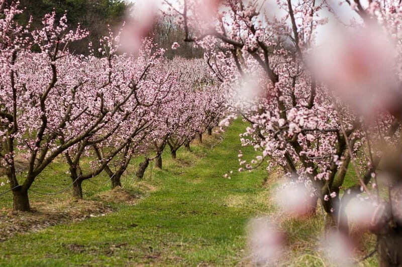 Barcelona: Cherry Blossoms in Aitona & Lunch Tour - The Sum Up