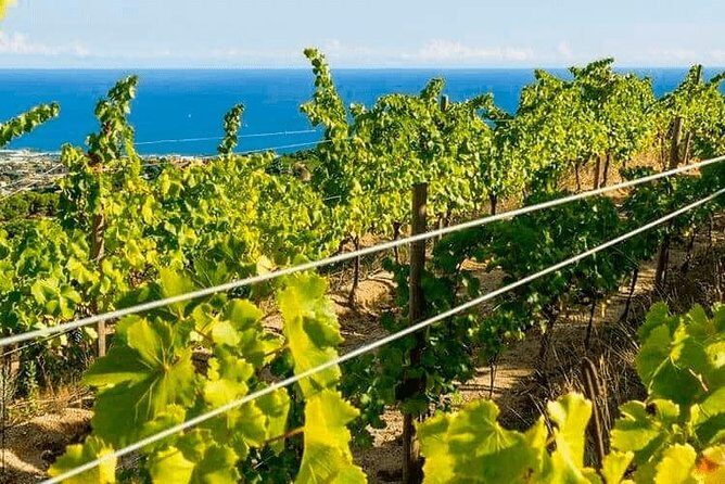 Barcelona eBike Beach Private Tour to Vineyards & Picnic - FAQ