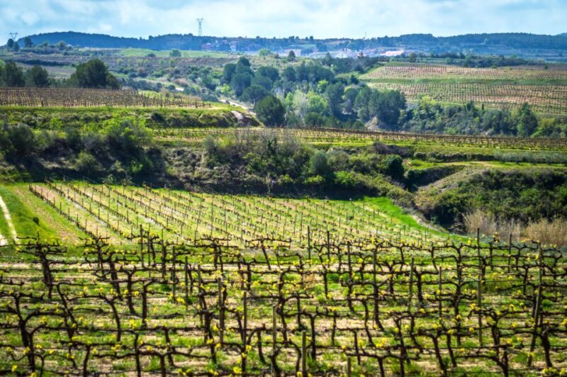 Barcelona: Guided Half-Day Wine and Electric Bike Tour - Final Thoughts