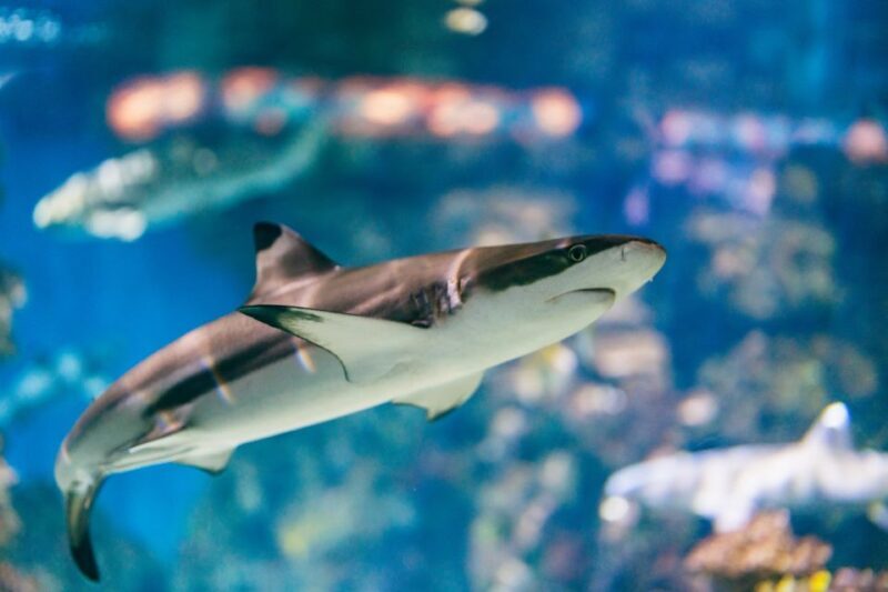 Barcelona: Hop-On Hop-Off Bus & Aquarium Tour - Practical Considerations and Tips