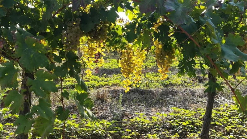 Barcelona: Penedes Wine Tasting Tour with Lunch - Key Points