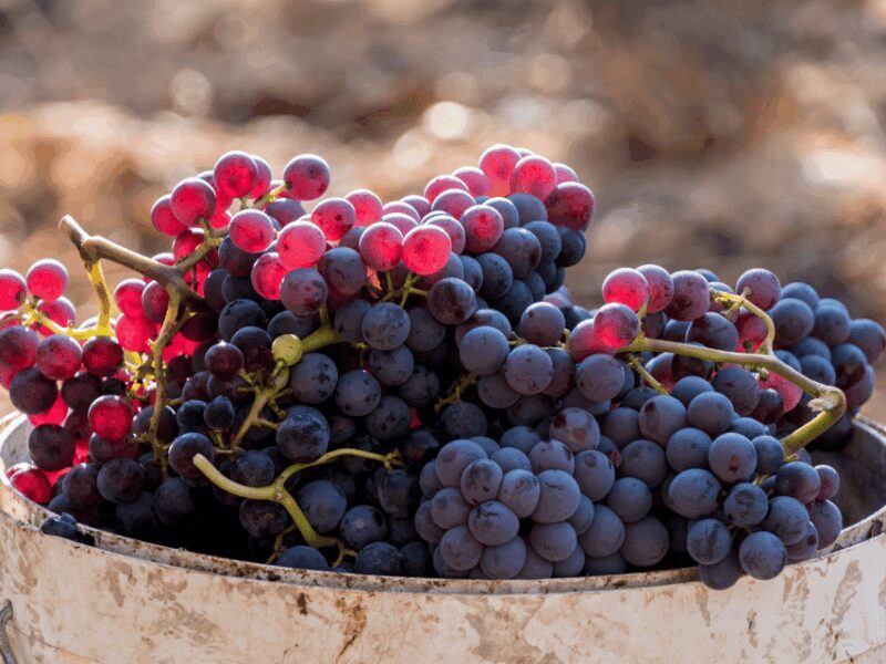 Barcelona: Priorat Wine Tour & Tastings and Lunch - Practical Details & Insight