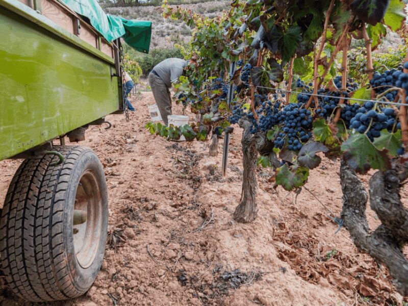 Barcelona: Priorat Wine Tour & Tastings and Lunch - Final Thoughts
