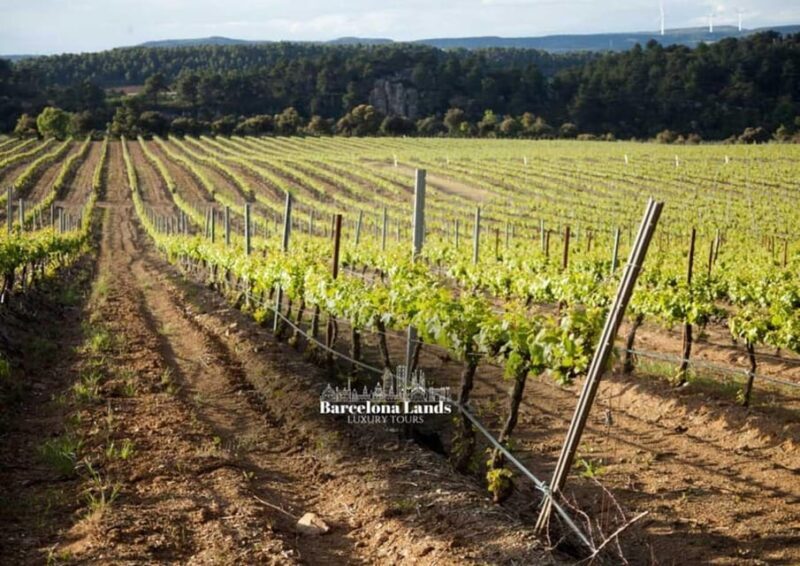 Barcelona: Tour Luxury for Priorat, Wine tasting & Lunch - Why This Tour Provides Exceptional Value