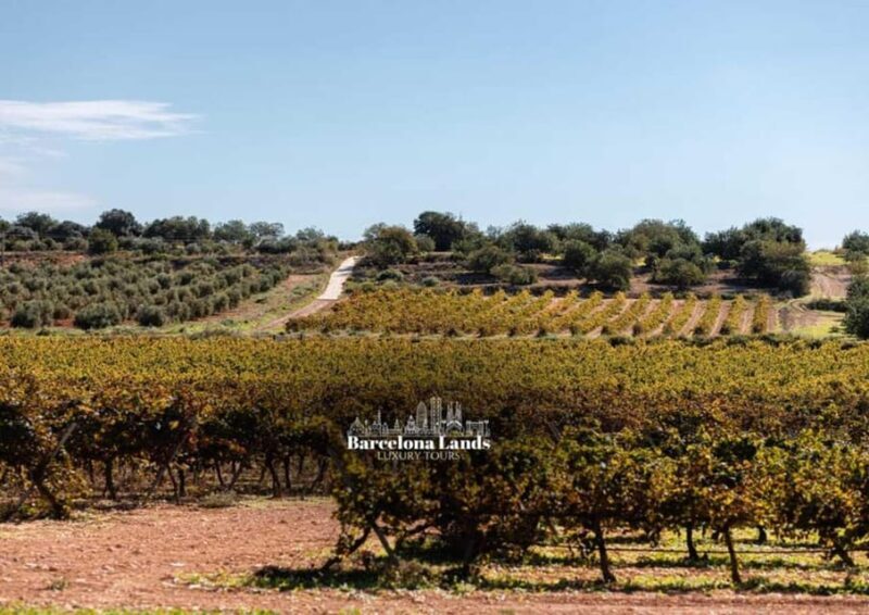 Barcelona: Tour Luxury for Priorat, Wine tasting & Lunch - Who Should Consider This Tour?