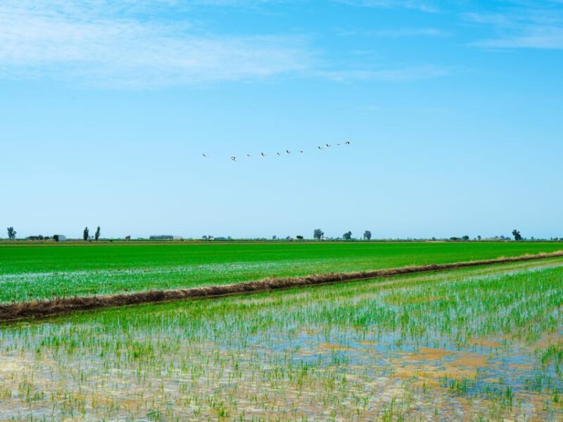Barcelona: Tuna Baths in the Ebro Delta Route and Olive Tree Tour - Exploring the Ebro Delta and Ulldecona: A Day of Marine and Land Wonders