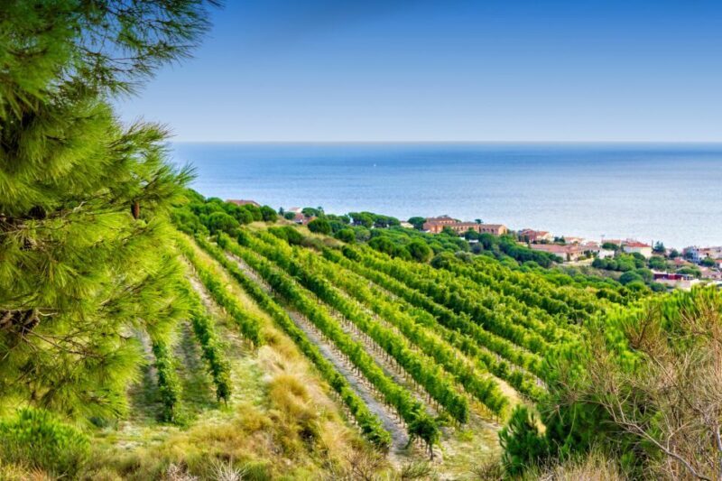 Barcelona Wine Tasting Private Tour with Wine Expert - Discover the Flavors of Catalonia: Barcelona Wine Tasting with a Private Guide