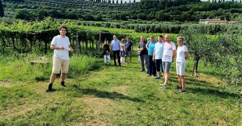 Bardolino: Vineyard Tour with Wine, Olive Oil & Food Tasting - An In-Depth Look at the Vineyard Tour Experience