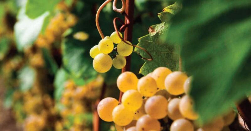Bardolino: wine and food tasting on lake Garda Hills - Final Thoughts