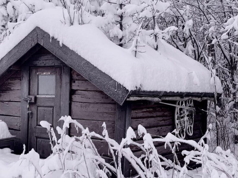 Bardufoss: Wild Moose Safari with Lunch - Key Points