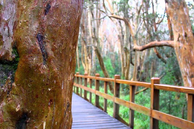 Bariloche: Boat Trip to Victoria Island and the Arrayanes Forest - A Deep Dive Into the Experience