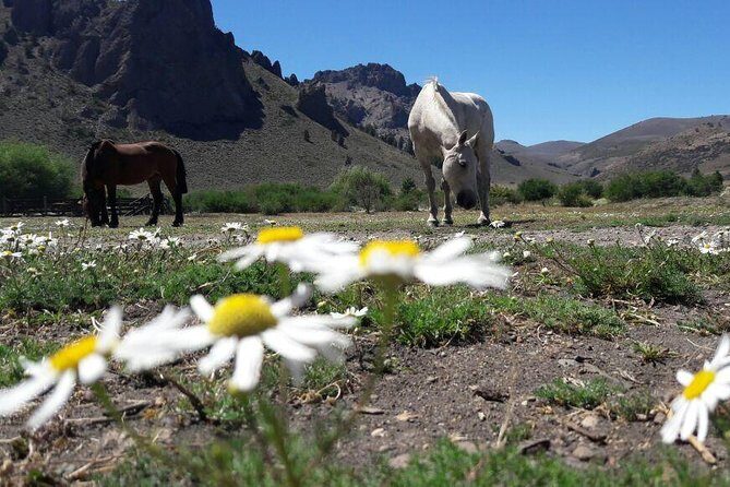 Bariloche Horseback Riding & Traditional Argentine Barbecue Tour - Authenticity and Value