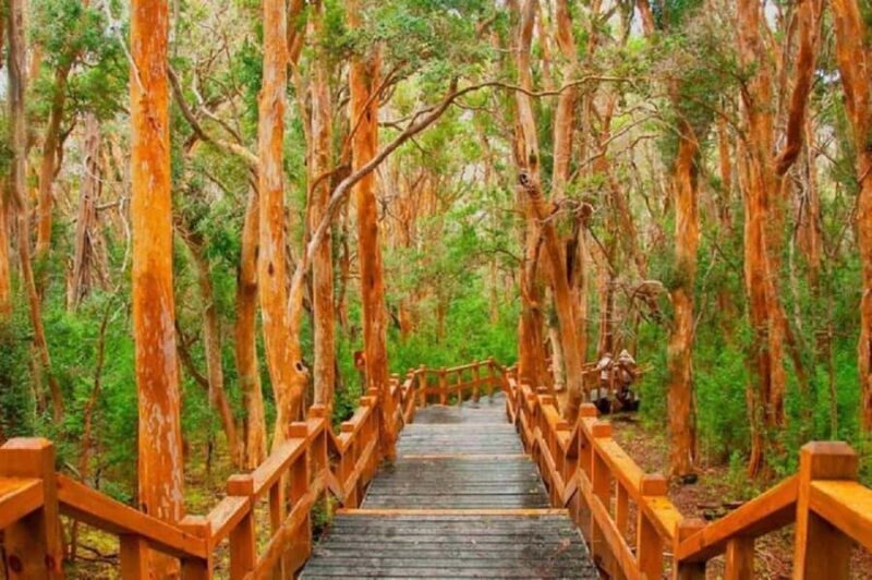 Bariloche Victoria Island and Arrayanes Forest - Who Should Consider This Tour?