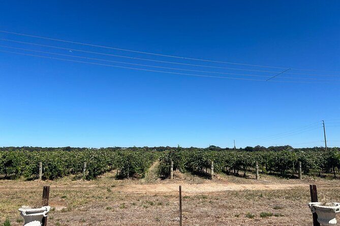 Barossa Valley Gin and Wine Tour - A Taste of the Barossa Valley: Gin and Wine Tour
