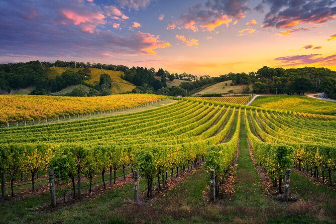 Barossa Valley Scenic Helicopter Flight & Private Wine Tour - Final Thoughts: Is This Tour Right for You?