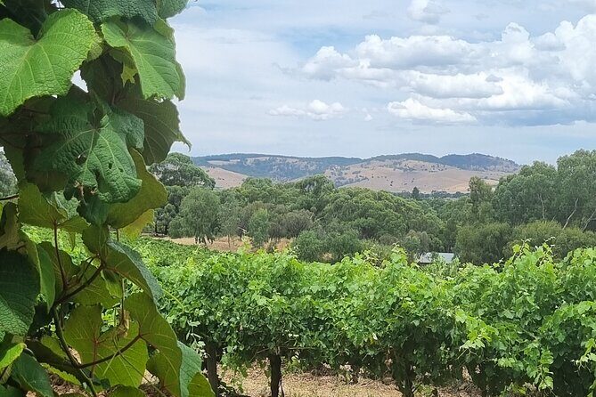 Barossa Valley Shared Tour with Wine Tasting and Lunch - Final Thoughts