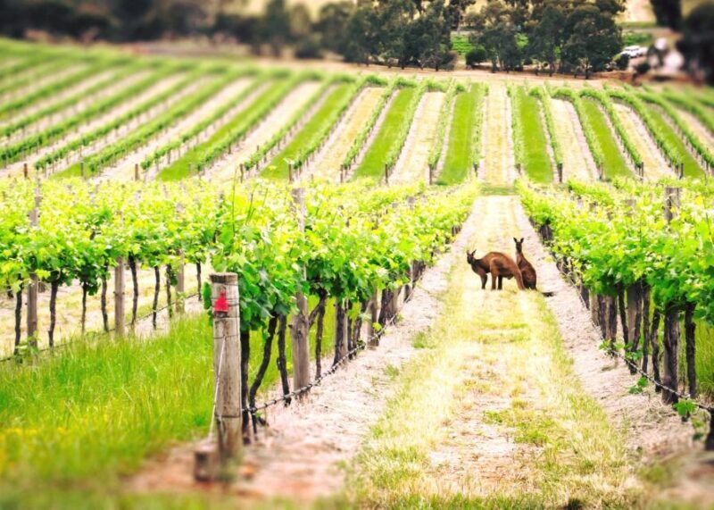 Barossa Valley: Two Hands 1.5-Hour Vineyard Tour - The Sum Up