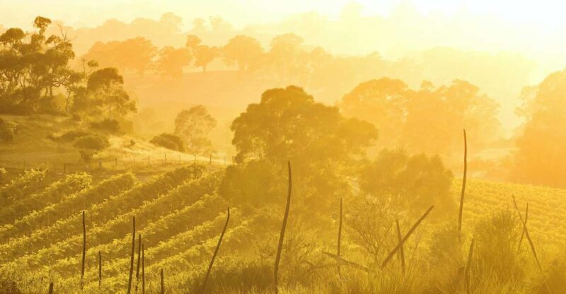 Barossa Valley: Two Hands Flagship Vineyard Experience - Exploring the Tour Itinerary