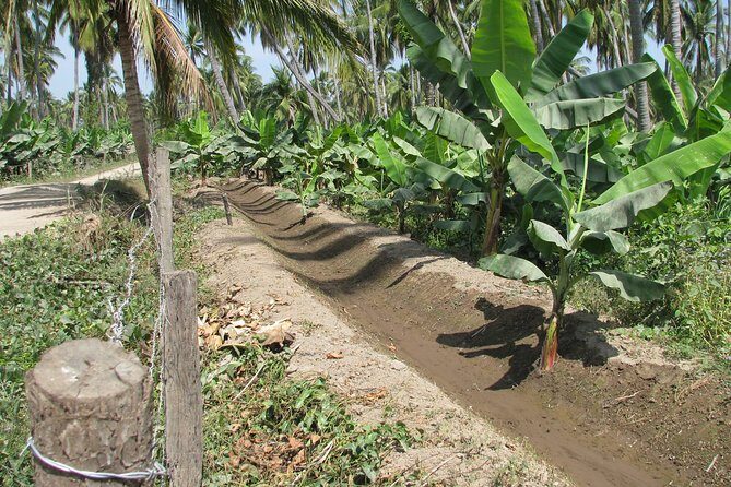 barra de navidad and plantations - The Value Proposition