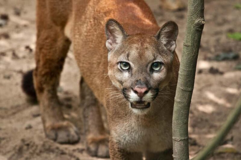 Barranquilla Zoo Access Ticket - A Practical and Enjoyable Visit to Barranquilla Zoo