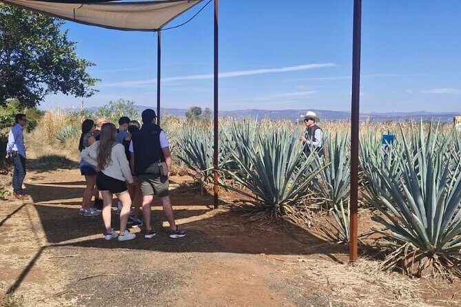 Barrel Tequila Tour Explore Tequila's Culture and Traditions - Exploring the Itinerary in Detail