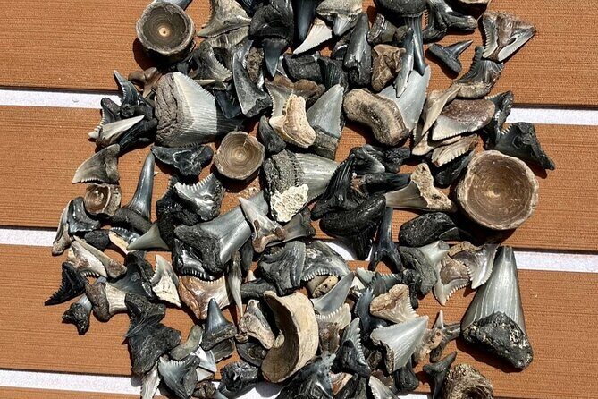 Barrier Island Drop Off Fossil Hunting Excursion - Exploring the Barrier Island Drop Off Fossil Hunting Excursion