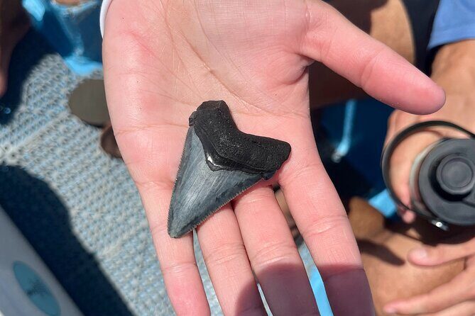 Barrier Island Drop Off Fossil Hunting Excursion - A Detailed Look at the Fossil Hunting Experience