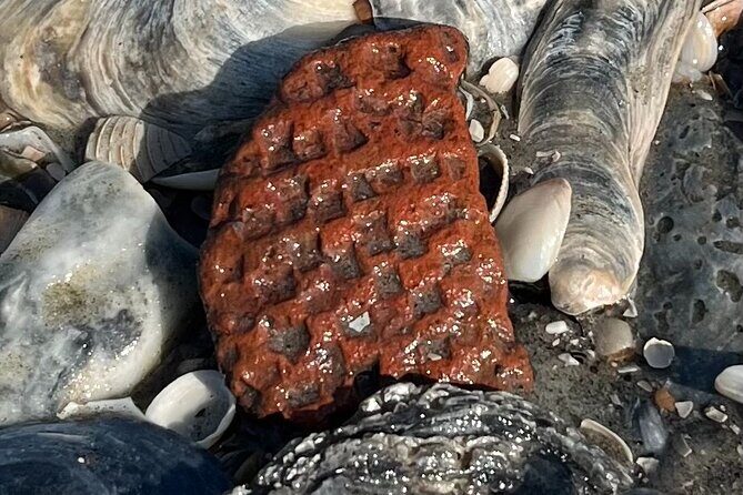 Barrier Island Drop Off Fossil Hunting Excursion - Who Will Love This Experience?