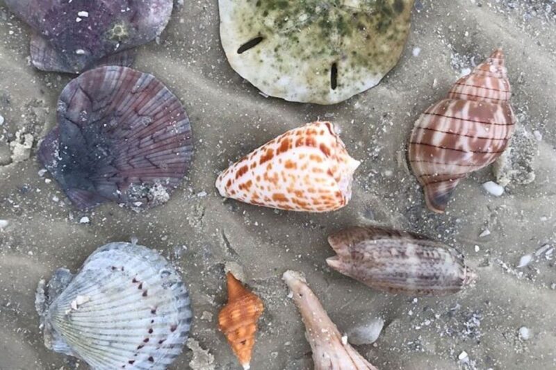 Barrier Island Shelling Tour - Who Should Consider This Tour?