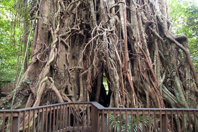 Barron Gorge and Kuranda National Park Half Day Rainforest and Waterfall 4WD Tour from Cairns - A Deep Dive into the Cairns Rainforest and Waterfalls Experience