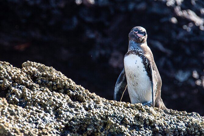 Bartolome Island on Board of Sea Lion Yacht - Discover Bartolome Island on the Sea Lion Yacht: A Truly Unique Day in the Galapagos