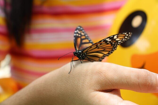 Barton Creek Cave & Butterfly Farm - Key Points