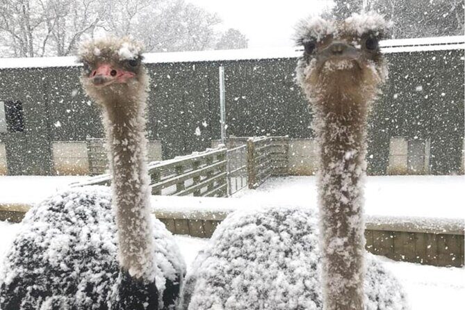 Baseball Professional  Yomiuri Giants - How Does the Price Reflect the Experience?