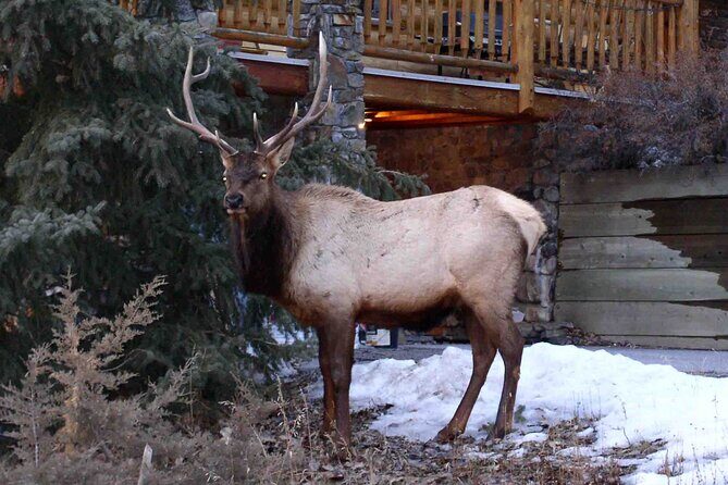 Baseball Professional  Yomiuri Giants - Final Thoughts: Who Will Love This?