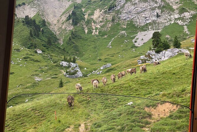 Basel Private tour - Mt. Pilatus and Cruise on Lake of Lucerne - Who Will Enjoy This Tour Most?