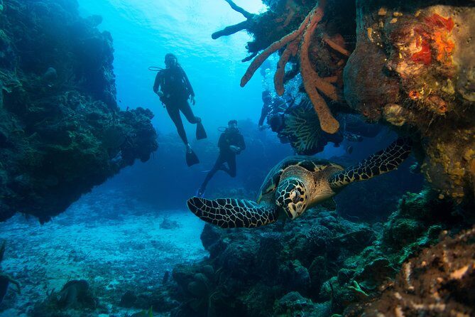 Basic Diver - Bautismo - The Sum Up: Is This Tour Right for You?