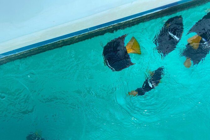 Basic Marietas Islands Tour Snorkeling Playa Nopalera and more - An In-Depth Look at the Marietas Islands Tour